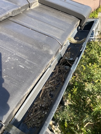 太陽光パネル　はと　鳥の巣　ふん　害　雨樋　詰まり