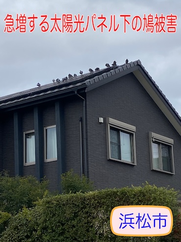 浜松市で急増する太陽光パネル下の鳩被害、無料で行った現地調査をご紹介します
