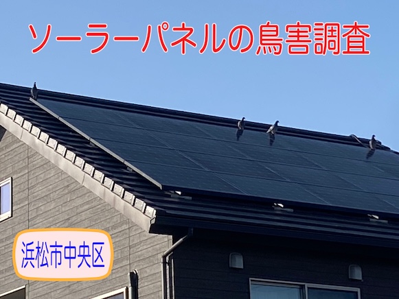 浜松市中央区　太陽光パネル下に鳩の巣？初めての鳥害調査体験