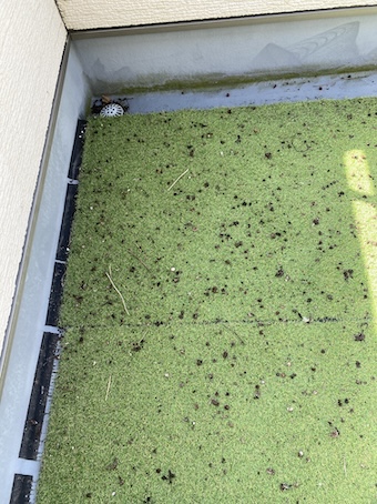 ベランダ　バルコニー　フン　はと