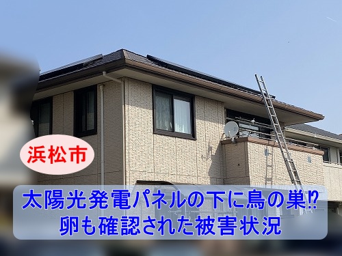 浜松市｜太陽光パネル下に鳥の巣と卵、現地調査で判明した被害と再発防止策