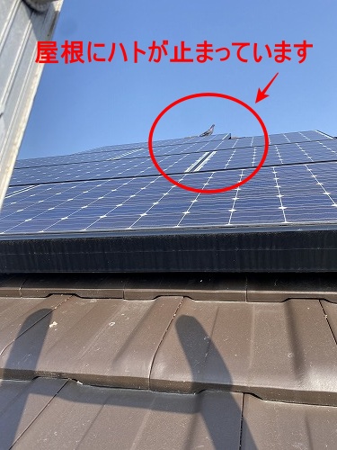 ハト　太陽光パネル　浜松市　鳥の巣　パネル下　