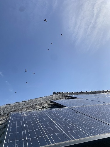 鳥の巣　防鳥対策　太陽光パネル　浜松市