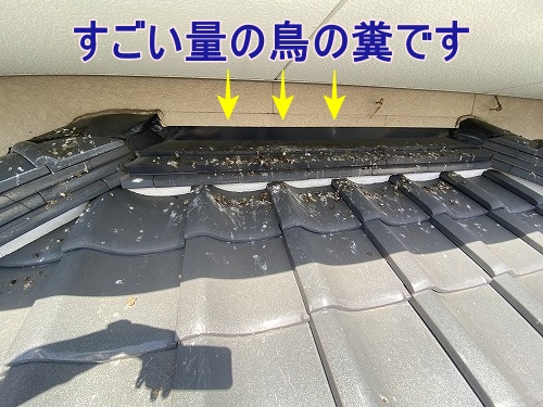 鳥の巣　防鳥対策　太陽光パネル　浜松市