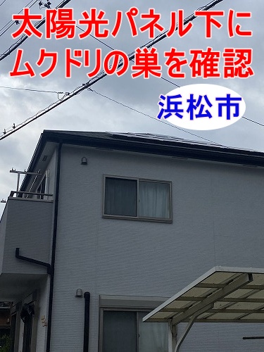 浜松市でソーラーパネル下にムクドリの巣を確認、ベランダへ鳥のフンが落ちるお悩みをもとに屋根調査を行いました