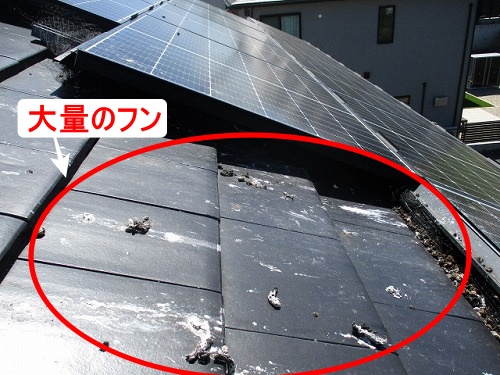 鳥の巣　防鳥対策　太陽光パネル　浜松市　ＳＨＡＲＰ