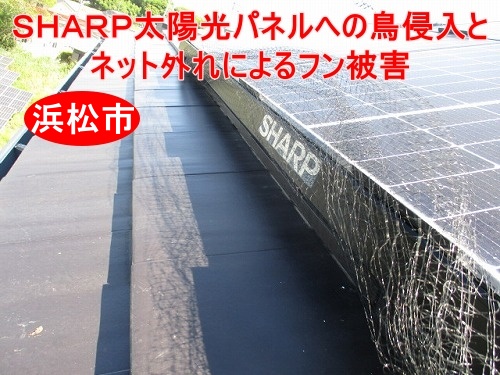 浜松市｜2階建て寄棟屋根で確認されたＳＨＡＲＰ太陽光パネル周辺の鳥侵入とネット外れによるフン被害