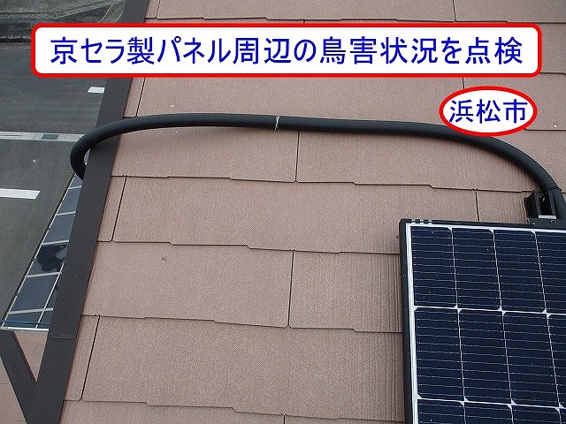 浜松市でカラーベスト屋根の太陽光パネル下にハトが侵入｜京セラ製パネル周辺の鳥害状況を点検