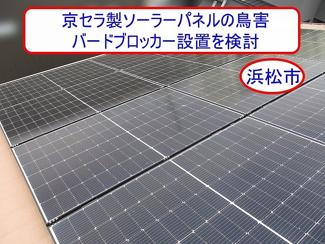 浜松市で京セラ製ソーラーパネルの鳥害対策をご提案｜ハトの巣再発防止へバードブロッカー設置を検討