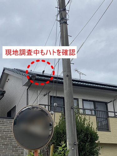 バードブロッカー　太陽光　フン被害　鳥害 浜松市　海外