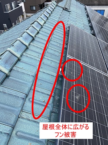 バードブロッカー　太陽光　フン被害　鳥害 浜松市　海外