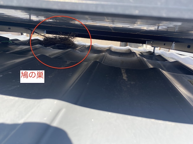 太陽光パネル　鳥の巣