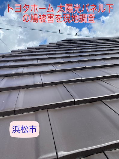 浜松市　トヨタホーム　太陽光パネル　ハト　鳥の巣　調査