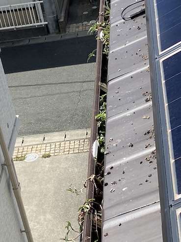 ハト　糞害　雨樋　堆積