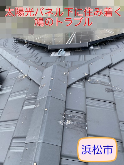 浜松市　太陽光パネル下に住み着く鳩のトラブルを専門店が無料調査