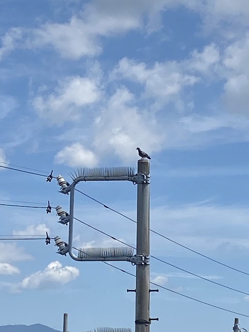 電柱　はと　