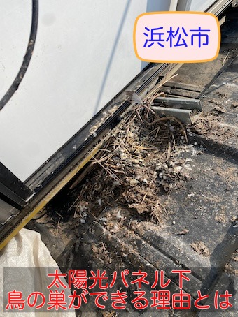 浜松市　太陽光パネル下に住み着く鳩のトラブル、鳥の巣ができる理由とは