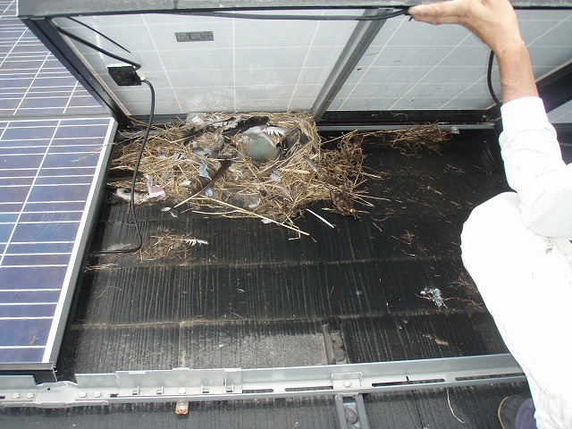 太陽光パネル　鳥の巣