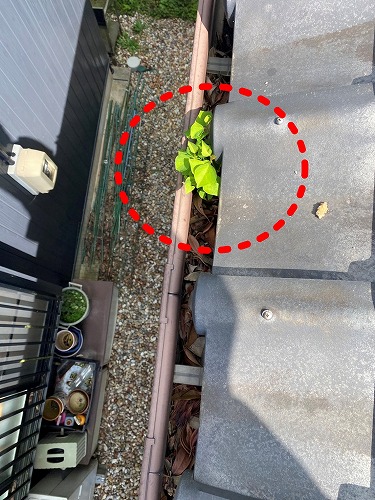 雨樋　落ち葉　雑木林　清掃　雑草　浜松市