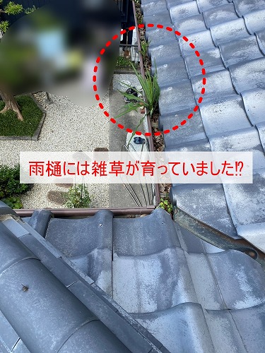 雨樋　落ち葉　雑木林　清掃　雑草　浜松市