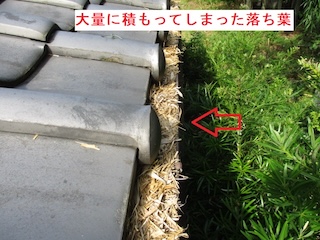 落ち葉堆積