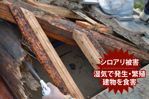 湿気で発生・繁殖、建物を食害するシロアリ被害